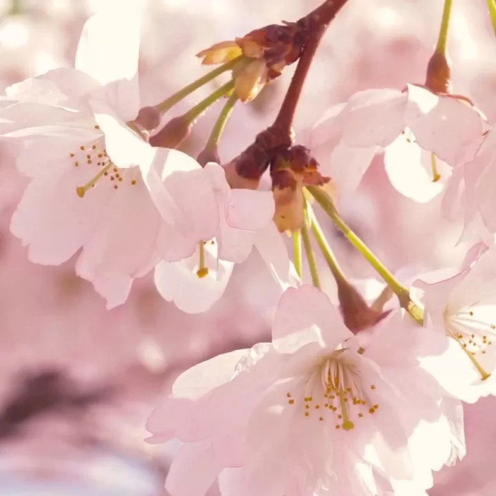 Arbre en fleurs