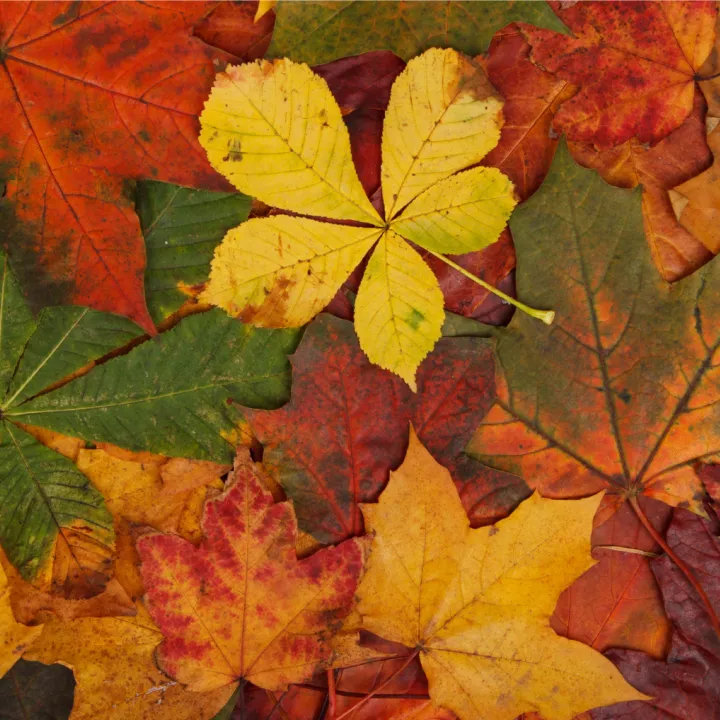 Feuilles d'automne
