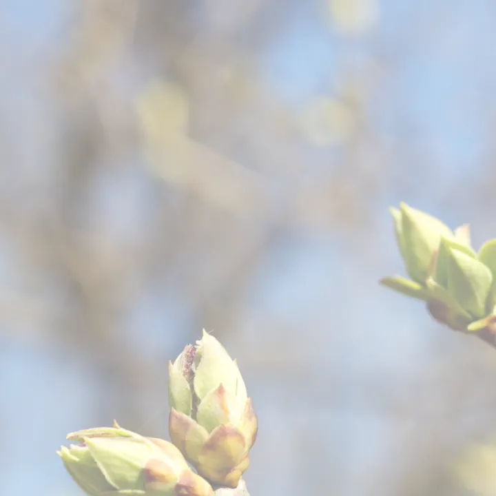 Printemps 2025