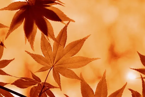 Automne